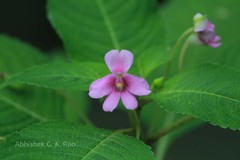 Impatiens dasysperma